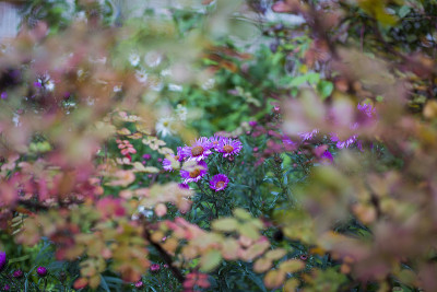 紫菀，菊科