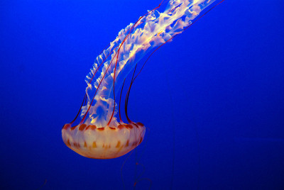 水母在水族馆