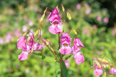 喜马拉雅香脂（impatiens gladulifera）