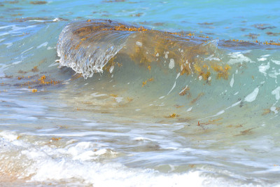 海浪中的海藻