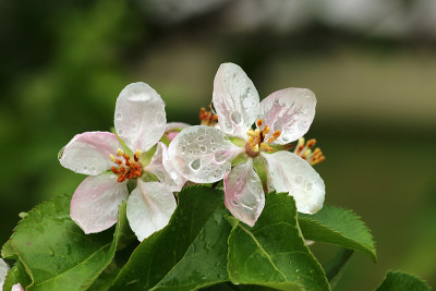 花椰菜