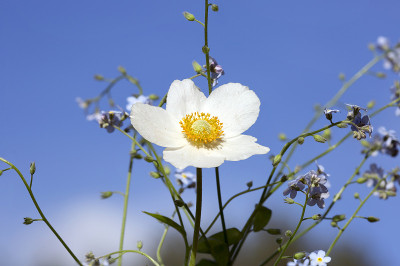 花海葵