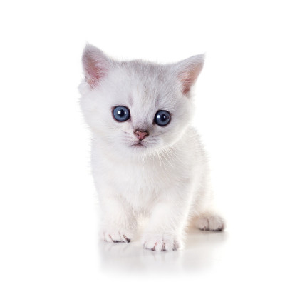 每月小猫英国短毛猫。在白色背景上隔离