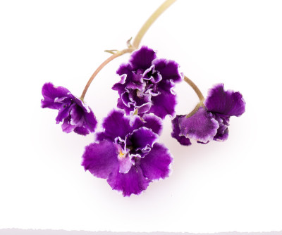紫色的花