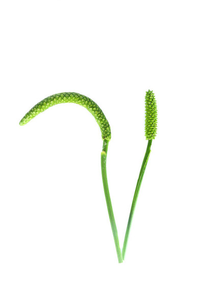 木本植物加味