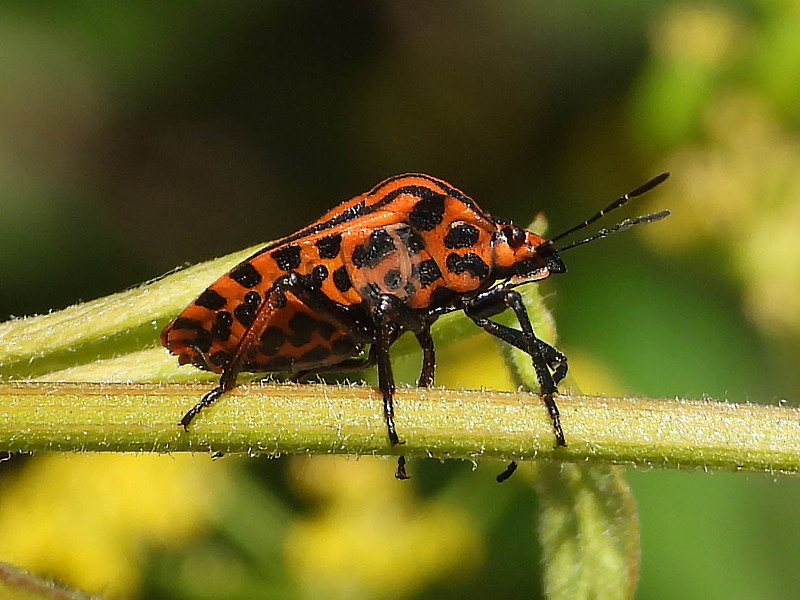 丑角虫（Graphosoma lineatum）