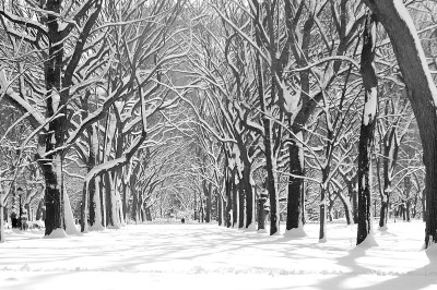 曼哈顿市中心中央公园，暴风雪过后
