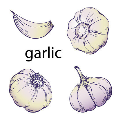 Hand drawn garlic icon.