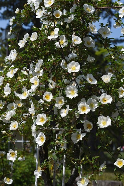 蔷薇花
