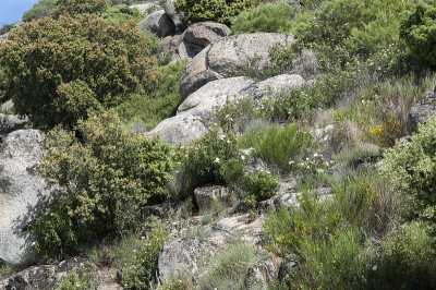 Mediterranean shrublands