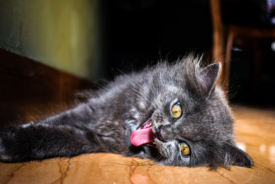 可爱的小猫