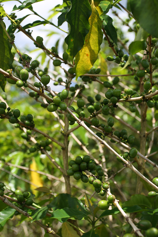 克罗伊登种植园,牙买加