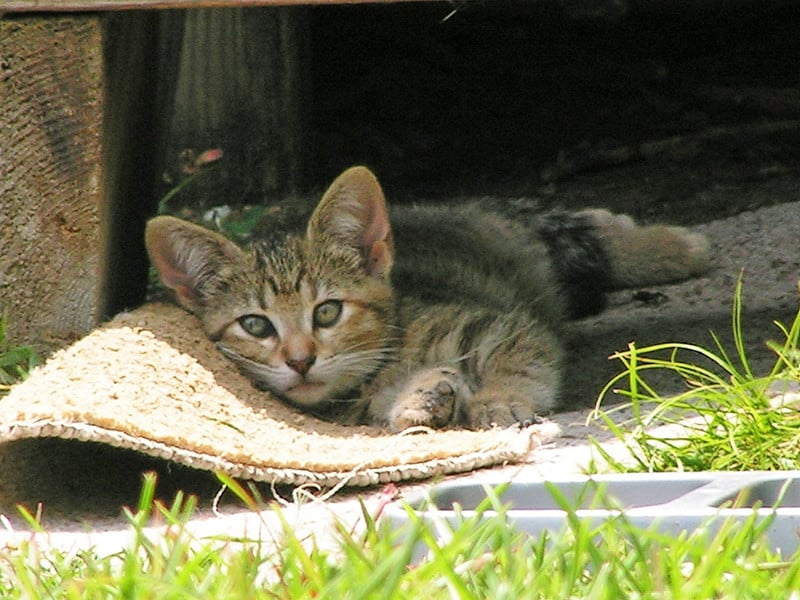 不要让小猫懒惰