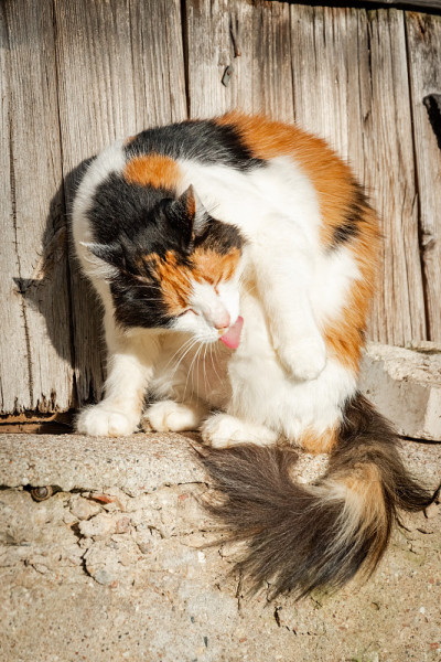 猫坐在太阳上，用舌头洗自己。