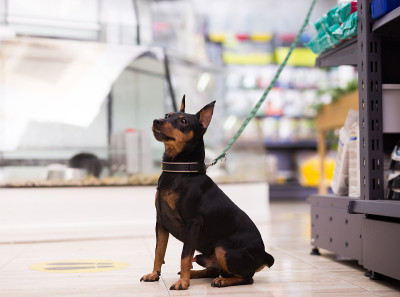 宠物店的杜宾犬画像