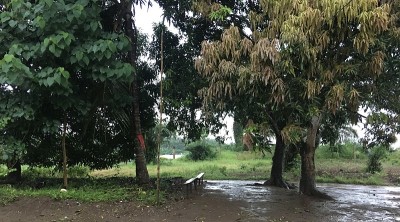 芒果树