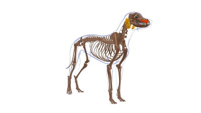 提上唇肌狗的肌肉解剖医学概念3D