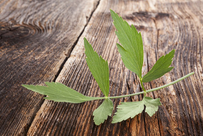 拉维纪草草药。