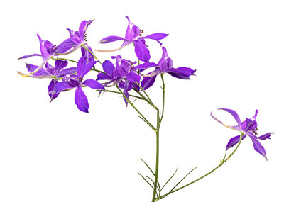 Consolida regalis。蓝色的野花