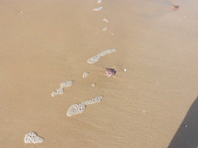 水母