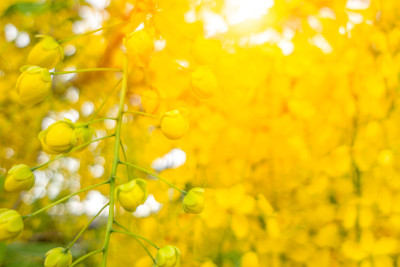 决明花俗称金雨，在白亮的天空背景上