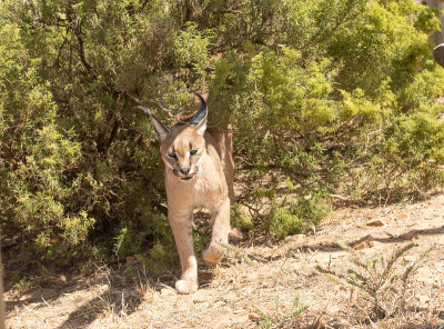 单野猫或Felis野猫，走出绿色的灌木丛向相机