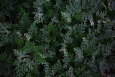 藤尖苔背景图像插入。