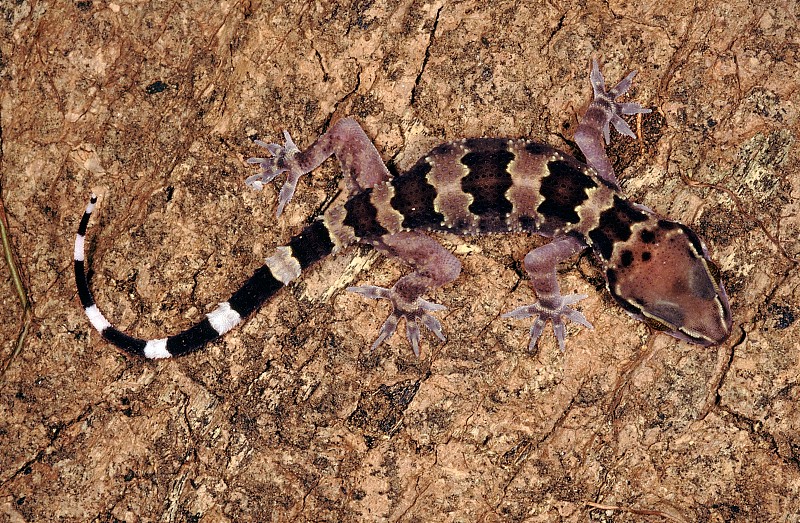 Hemidactylus Maculatus。岩石壁虎。一种大型壁虎，通常出现在悬崖、堡垒、古老建筑