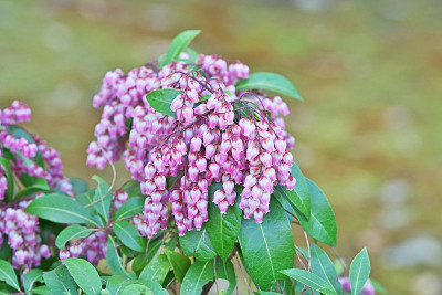 绣球花