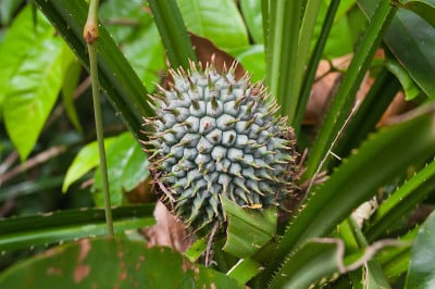 的露兜树