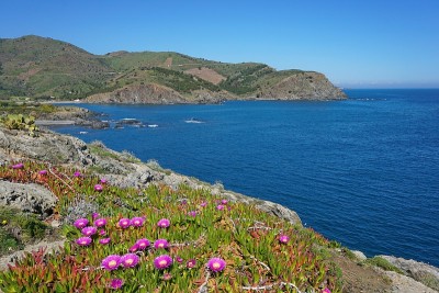 比利牛斯东方岩海岸花法国