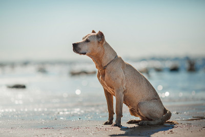 湖上的比特斗牛犬