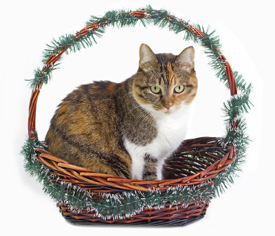 猫
