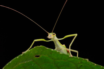 Beautiful Stick Insect  with water bubble on the g