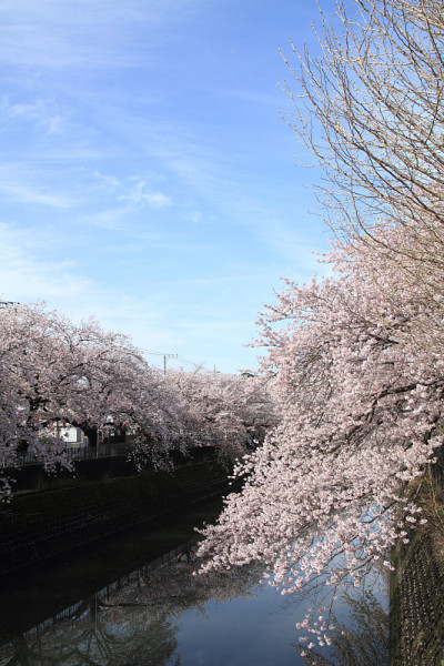 日本横滨大冈河边的一排樱花树