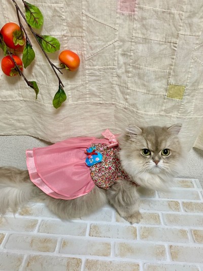 汉博克猫