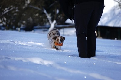 狗狗小狗冬天的雪
