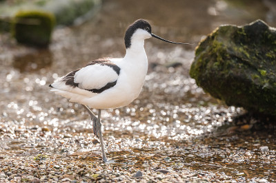 脚avocet
