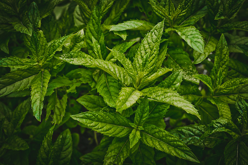 新鲜的绿薄荷芽