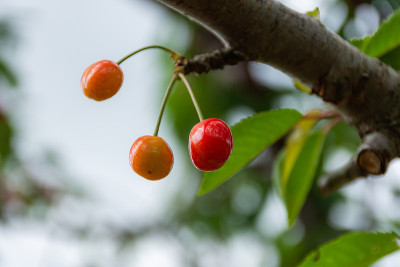 花园里的树枝上有樱桃