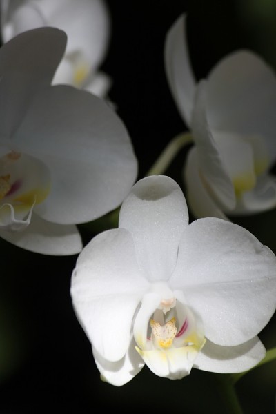 兰花的花