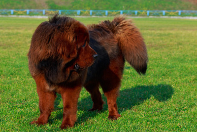 犬种藏獒