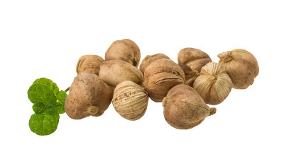 小豆蔻