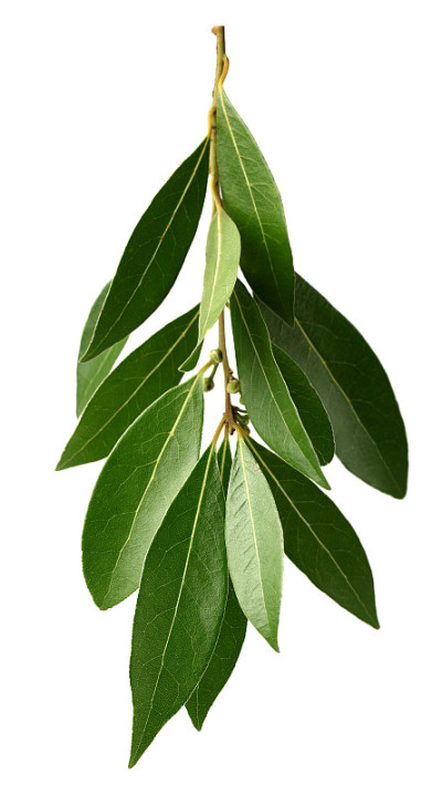 绿月桂枝
