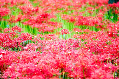 集群孤挺花花