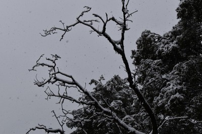 美丽的雪景在树上