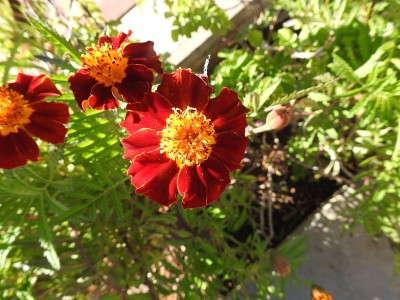 橘色花