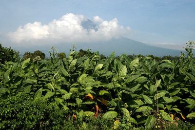 烟草种植园