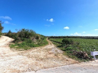 农场道路的景色