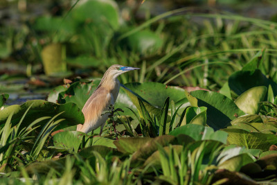 苍鹭（ardeola ralloides）